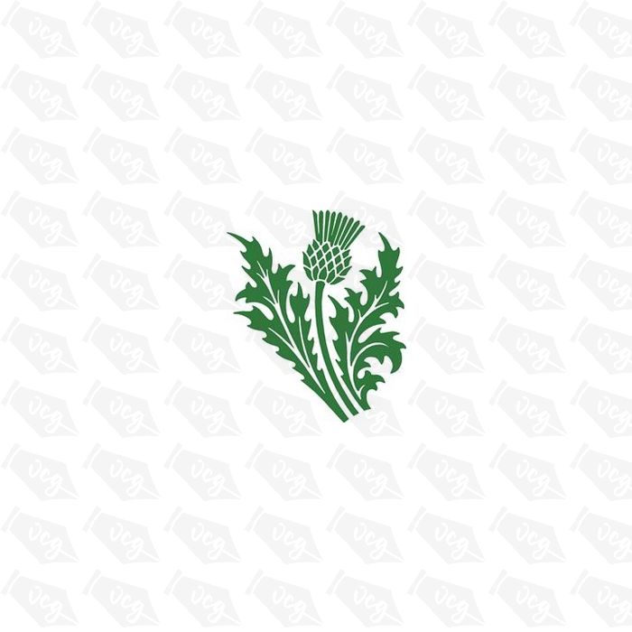 Scottish Thistle Sticker