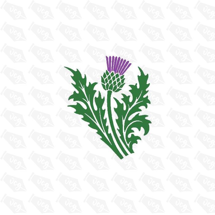 TWO COLOUR scottish THISTLE